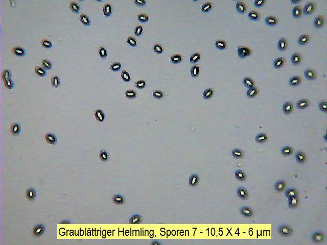 Sporen Graublättriger Helmling